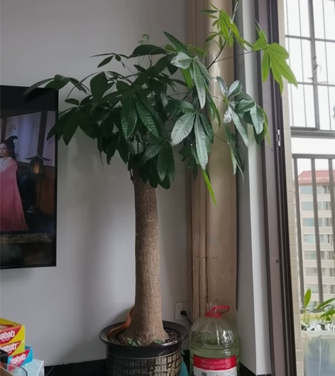 单杆发财树，一口价自提，长势茂盛，带盆两米...