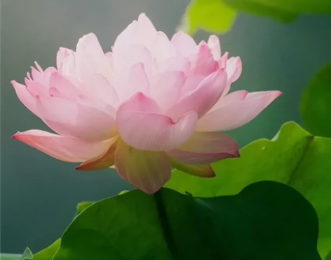 初中七八年级上下册历史课件 无心、皮皮等，...