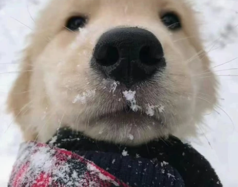 出尤克里里23寸 音准还可以，一年前买的现...