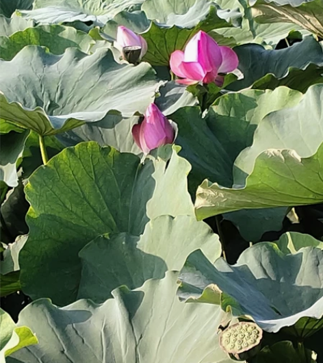 佳能数码单反相机60D，两镜头 感兴趣的话...