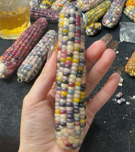 宝石玉米七彩玉米  看好下单不退换