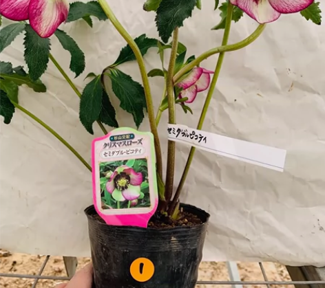 日本进口铁筷子 衫山 银莲花 分株大苗 图...