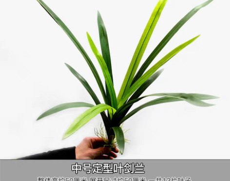 转卖仿真剑兰叶材塑胶兰花叶细长条绿叶草可造...