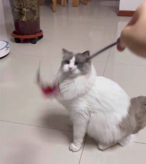 布偶猫 妹妹 一岁半 未绝育 找富养家庭，...