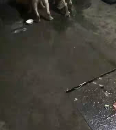 包邮双血统拉布拉多，疫苗都打完了，我非常喜...