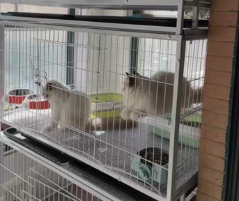 猫咪家庭寄养 有需要出门的 小动物没地方去...