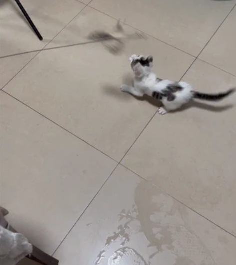 三个月左右小奶猫弟弟，寻靠谱稳定家庭 今天...