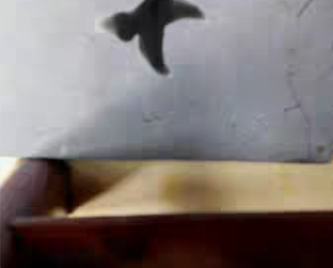 北京专业书法獾豪特大号笔（适合写五至八寸字...