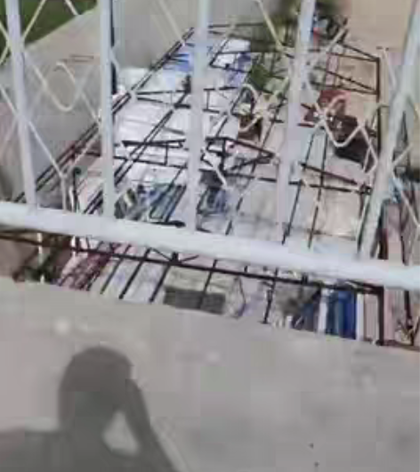 包邮急卖！急卖！急卖！出售马杰斯特，大绵羊...