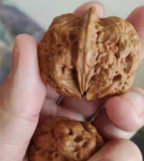 包邮红岩蛤蟆头，铁核桃回血，尺寸41，八腿...