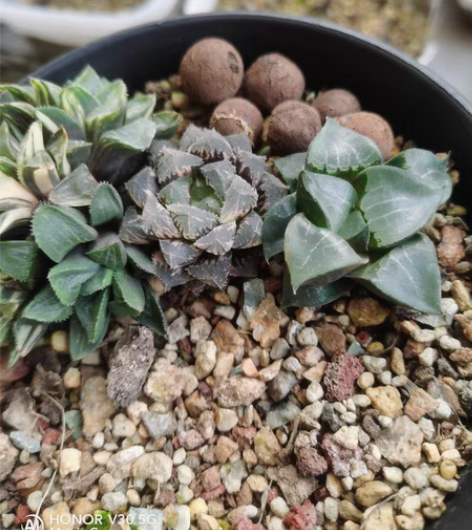 包邮红岩玉露锦  非组侧芽鼻屎苗带大 极上...