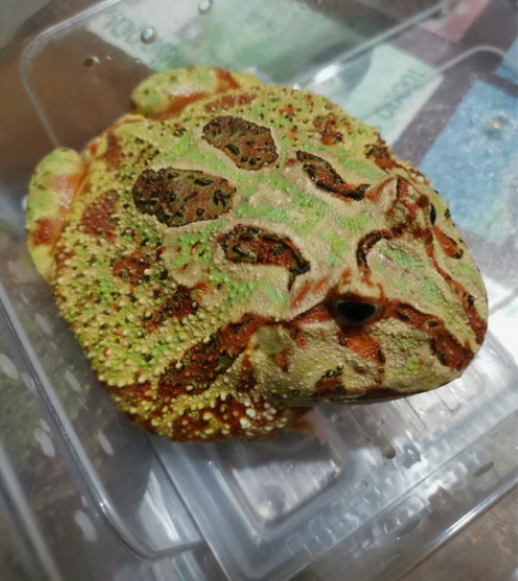 角蛙 哈密瓜，13+母蛙，自养状态佳，没时...