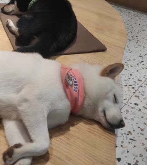 安卓q区130rmb收不知火舞绯月行   ...