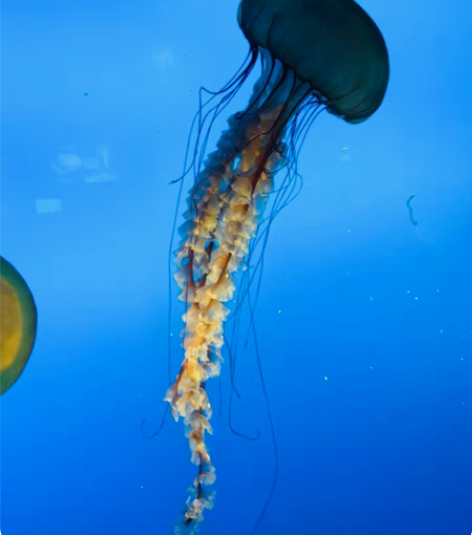 转卖9.4收中石化油卡，直接冲到我的油卡，...