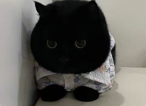 接杭州西湖区猫咪上门喂养[招财猫][招财猫...