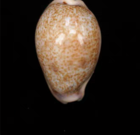 名称：南太平洋宝螺 Cypraea bre...