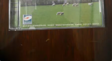 雨果Hugo爱尔兰竖琴cd  99年版。非...