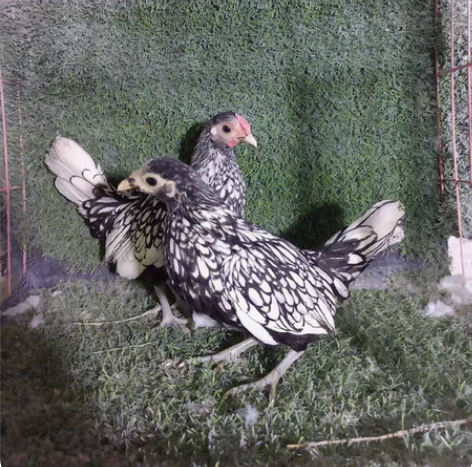 包邮出售黑白花波兰，哥伦比亚球，黑球，熏衣...