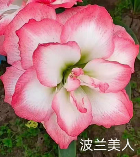 澳朱波兰美人 2厘米左右 包对版 不包花...