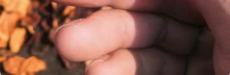 包邮2013年农家有机绿色种植天马大红角皮...