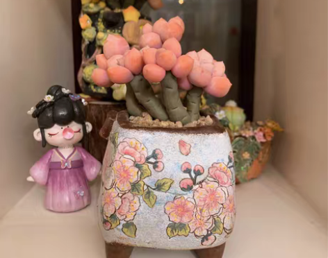 包邮多肉韩盆bombom 非hue、黑山、...