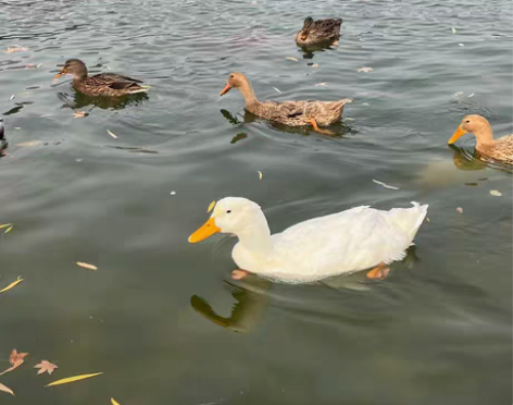 机器学习 自然语言处理相关 c c++ p...