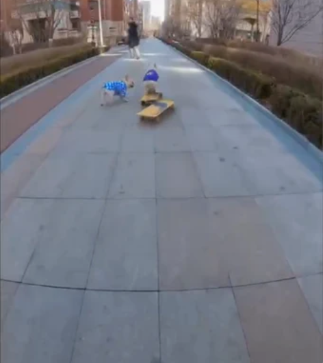 包邮求青岛地区陆冲漂移板陆地冲浪板教练 求...