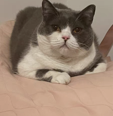 包邮法考链接 精讲+真金 除刑法民法行政法...