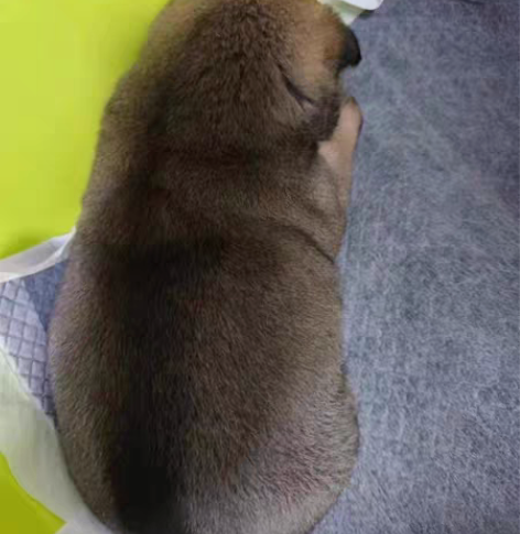 vivo pad回收 256 或者128 ...