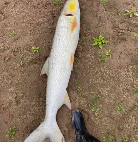 包邮GoPro hero11/10/9可充...