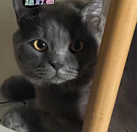 提供计算机专业简历修改咨询，大厂面试经验咨...