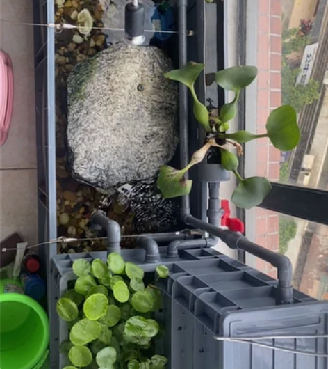 自己DIY的  物理加沼泽过滤  基本不用...