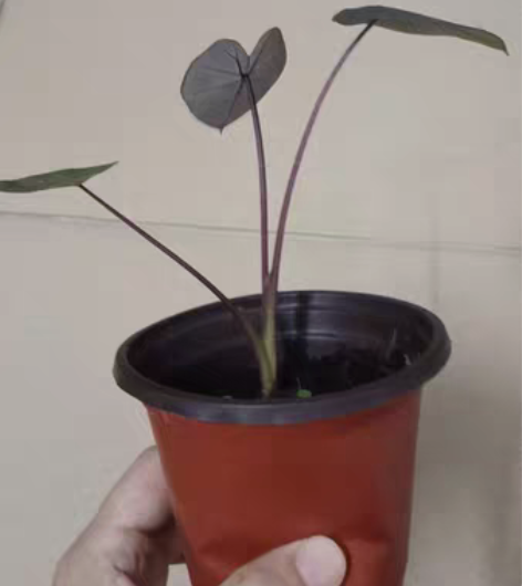 热带风暴魔芋，株高15cm左右，苗况参考图...