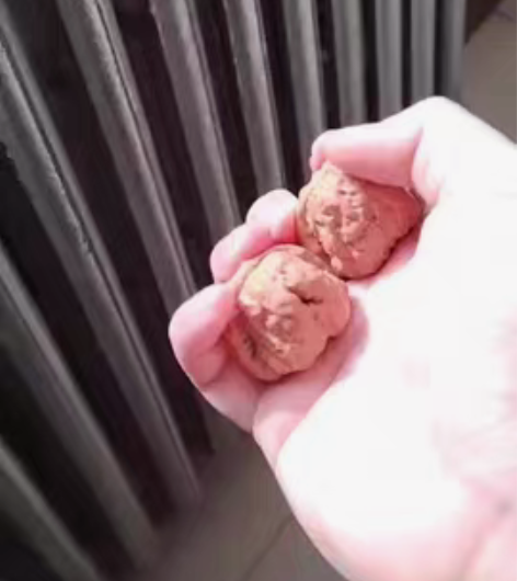 蛤蟆头一对  超级爆肉蛙  蟾型漂亮  尺...