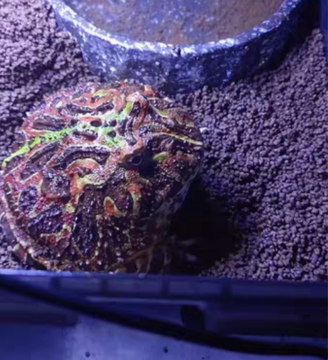 九个月的13厘米红钟角蛙公蛙，繁殖极品[得...