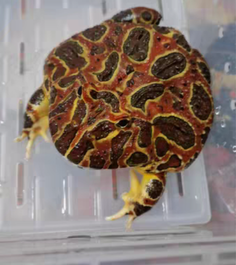 红钟角蛙，母蛙，13厘米，状态贼猛，吃饭嘎...