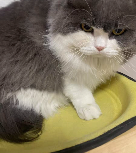 stata实证分析代做经济类，经管类精通s...