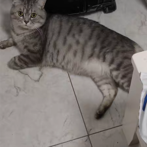 杭州——宠物上门服务（仅限节假日包括周末）...