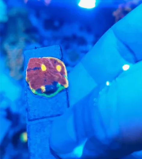 极品调色盘，宽边颜色最亮的品种 感兴趣的话...