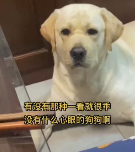 收台努比亚z50 只要8+128的就行有员...