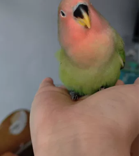 手养牡丹鹦鹉 个人家庭精心手养绿桃牡丹鹦鹉...