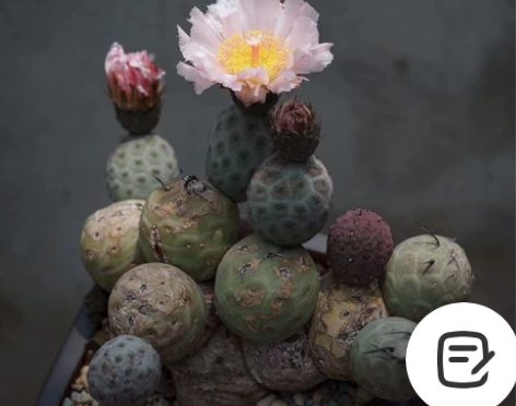 买家请查阅，卖家有话说： 非常感谢各位花友...