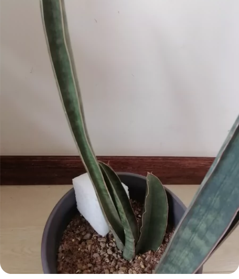 绿棒球杆虎皮兰虎尾兰 母株，介意品相勿拍，...