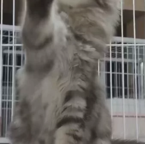 zll银虎弟弟三个月一针苗3300 感兴趣...