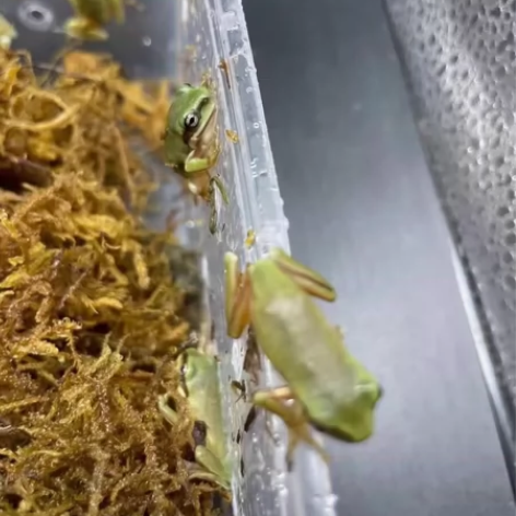 姥爷树蛙苗 一个58元 三个138元包邮包...