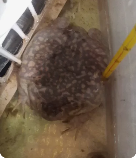 小丑蛙,自养一年多,体长10厘米,公的,仅...