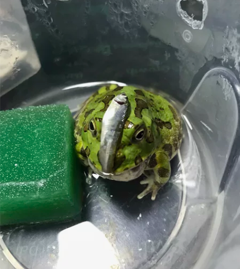 网红波子角蛙。超级软萌。长不大。养了三个月...