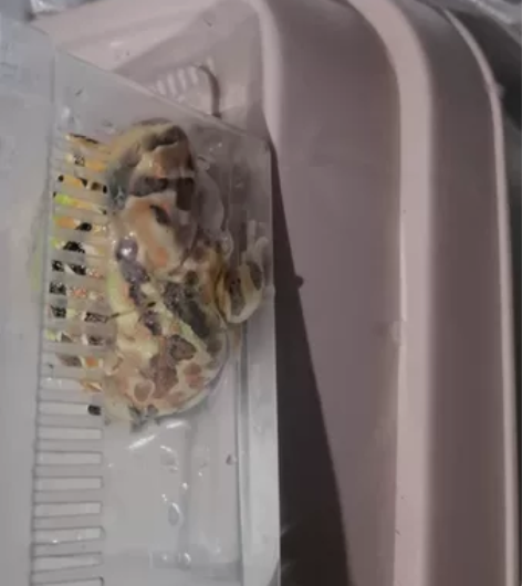 巴西角蛙!!!国巴,非巴霸。有个6公分上吧...