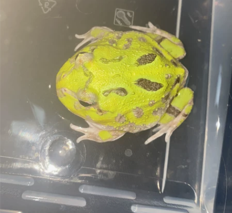 全品角蛙稳定开食，单基因变异金属银灰绿色 ...