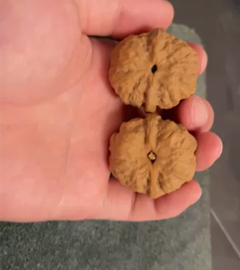 蛤蟆头！蛙型板正 手对 开背 边35肚36...